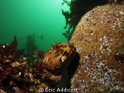 Cabezon, taken freediving at 20' with Canon S95 in Recsea... by Eric Addicott 